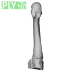 NH FC 123 Gorilla gorilla gorilla metatarsal third left ply