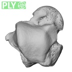 NH FC 123 Gorilla gorilla gorilla talus left ply