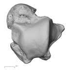 NH FC 123 Gorilla gorilla gorilla talus right dorsal