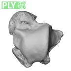 NH FC 123 Gorilla gorilla gorilla talus right ply