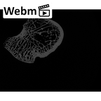 NH MER32 329 Gorilla gorilla gorilla calcaneus left ct stack movie