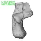 NH MER32 329 Gorilla gorilla gorilla calcaneus left ply