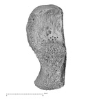 NH MER32 476 Gorilla gorilla gorilla calcaneus right dorsal