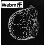NH MER32 476 Gorilla gorilla gorilla calcaneus right ct stack movie