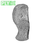 NH MER32 476 Gorilla gorilla gorilla calcaneus right ply