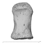 NH MER32 476 Gorilla gorilla gorilla foot phalanx first proximal right plantar