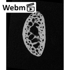 NH MER32 476 Gorilla gorilla gorilla foot phalanx first proximal right ct stack movie