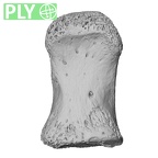 NH MER32 476 Gorilla gorilla gorilla foot phalanx first proximal right ply
