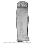 NH MER32 476 Gorilla gorilla gorilla foot phalanx fourth proximal right plantar