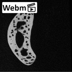 NH MER32 476 Gorilla gorilla gorilla foot phalanx fourth proximal right ct stack movie