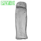 NH MER32 476 Gorilla gorilla gorilla foot phalanx fourth proximal right ply