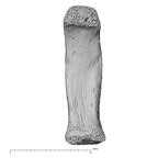 NH MER32 476 Gorilla gorilla gorilla foot phalanx second proximal right plantar