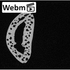 NH MER32 476 Gorilla gorilla gorilla foot phalanx second proximal right ct stack movie
