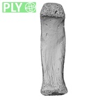 NH MER32 476 Gorilla gorilla gorilla foot phalanx second proximal right ply