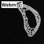 NH MER32 476 Gorilla gorilla gorilla foot phalanx third proximal right ct stack movie
