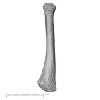 NH MER32 476 Gorilla gorilla gorilla metatarsal fifth right plantar