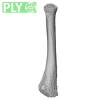 NH MER32 476 Gorilla gorilla gorilla metatarsal fifth right ply