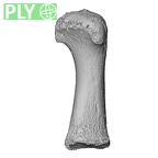 NH MER32 476 Gorilla gorilla gorilla metatarsal first right ply