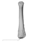 NH MER32 476 Gorilla gorilla gorilla metatarsal fourth right plantar