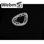 NH MER32 476 Gorilla gorilla gorilla metatarsal fourth right ct stack movie