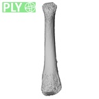 NH MER32 476 Gorilla gorilla gorilla metatarsal fourth right ply