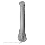 NH MER32 476 Gorilla gorilla gorilla metatarsal second right plantar