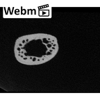NH MER32 476 Gorilla gorilla gorilla metatarsal second right ct stack movie