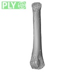 NH MER32 476 Gorilla gorilla gorilla metatarsal second right ply