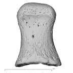 foot phalanx first proximal right