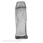 foot phalanx third proximal right