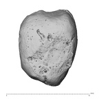 lateral cuneiform right