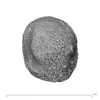 NH MER35 117 Gorilla gorilla gorilla cuneiform lateral