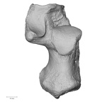 NH MER35 135 Gorilla gorilla gorilla calcaneus right dorsal