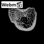 NH MER35 135 Gorilla gorilla gorilla calcaneus right ct stack movie