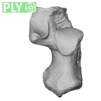 NH MER35 135 Gorilla gorilla gorilla calcaneus right ply