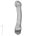 NH MER35 135 Gorilla gorilla gorilla metatarsal fifth right medial