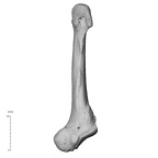 NH MER35 135 Gorilla gorilla gorilla metatarsal fifth right plantar