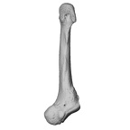 NH MER35 135 Gorilla gorilla gorilla metatarsal fifth right ply