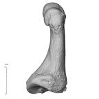NH MER35 135 Gorilla gorilla gorilla metatarsal first right medial