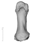 NH MER35 135 Gorilla gorilla gorilla metatarsal first right plantar
