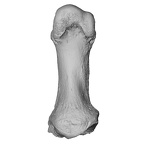 NH MER35 135 Gorilla gorilla gorilla metatarsal first right ply