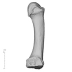 NH MER35 135 Gorilla gorilla gorilla metatarsal fourth right medial