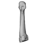 NH MER35 135 Gorilla gorilla gorilla metatarsal fourth right ply