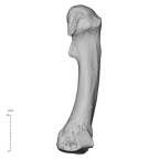 NH MER35 135 Gorilla gorilla gorilla metatarsal second right medial