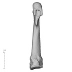 NH MER35 135 Gorilla gorilla gorilla metatarsal second right plantar