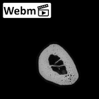 NH MER35 135 Gorilla gorilla gorilla metatarsal second right ct stack movie