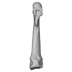 NH MER35 135 Gorilla gorilla gorilla metatarsal second right ply