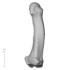 NH MER35 135 Gorilla gorilla gorilla metatarsal third right medial