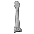 NH MER35 135 Gorilla gorilla gorilla metatarsal third right ply