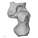 NH MER36 264 Gorilla gorilla gorilla calcaneus right dorsal